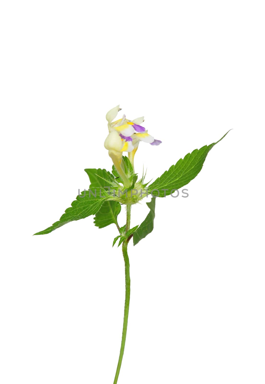 Large-flowered hemp-nettle (Galeopsis speciosa) by rbiedermann