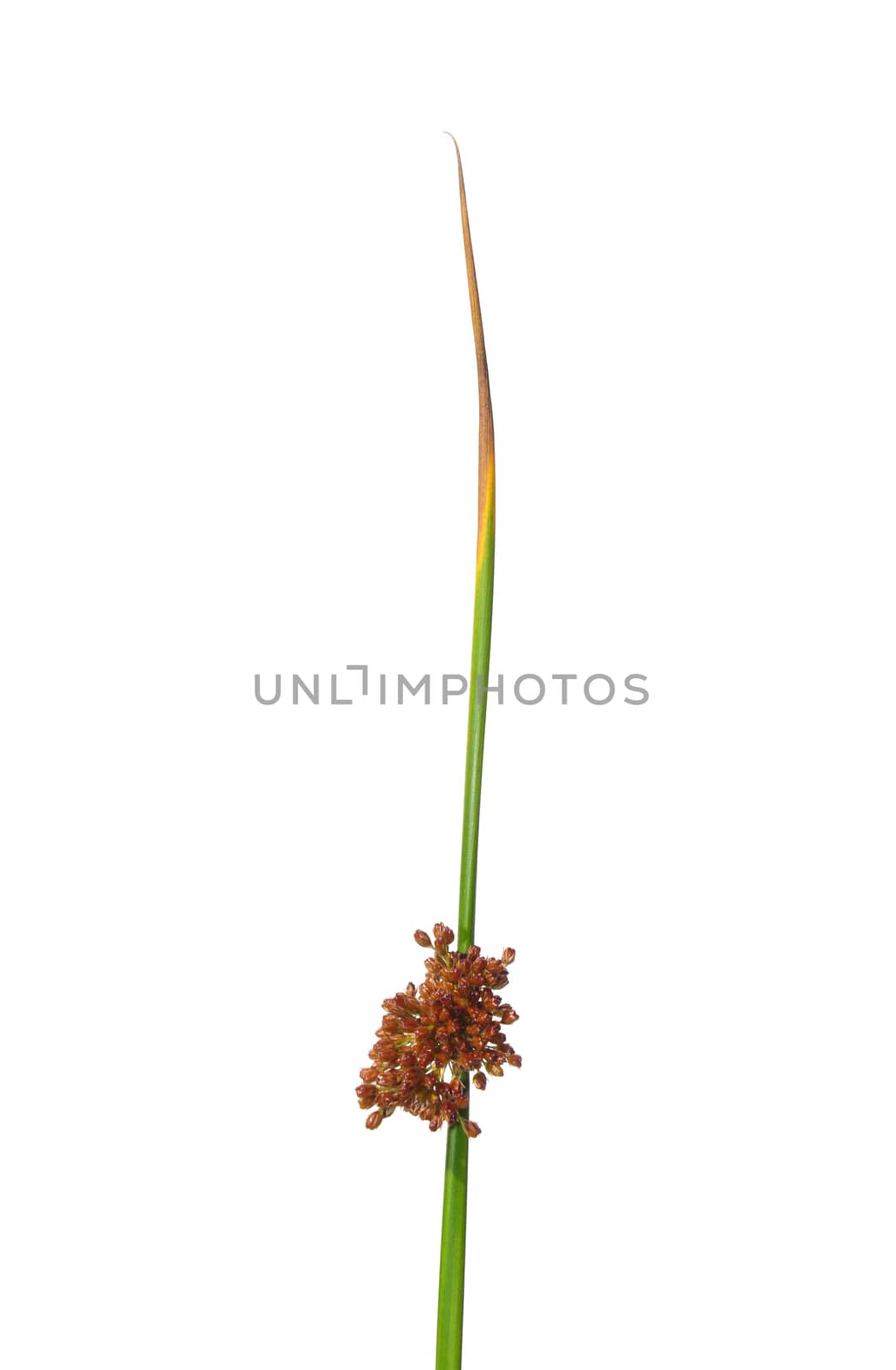 Common rush (Juncus effusus) by rbiedermann