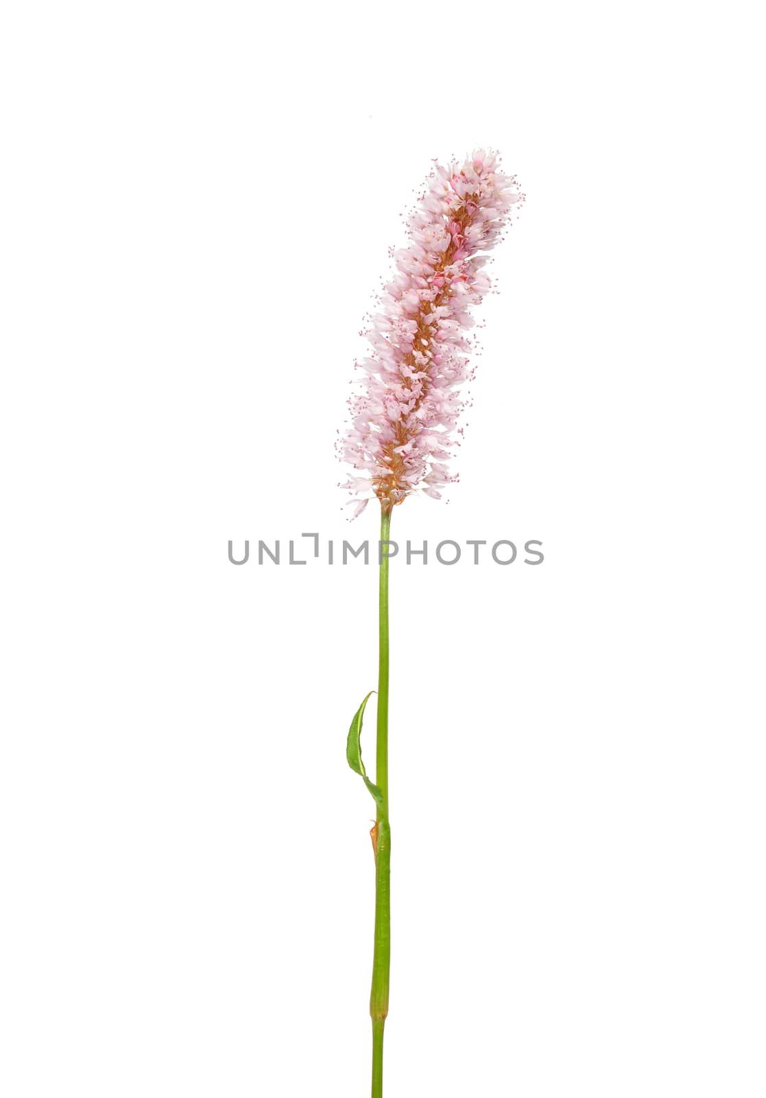 Water knotweed (Persicaria amphibia) by rbiedermann