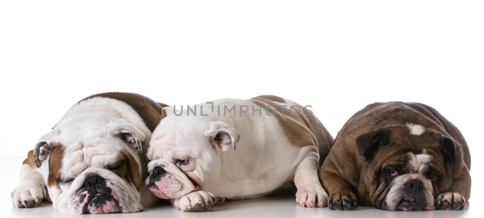 three generations of bulldogs - father, son and grandmother
