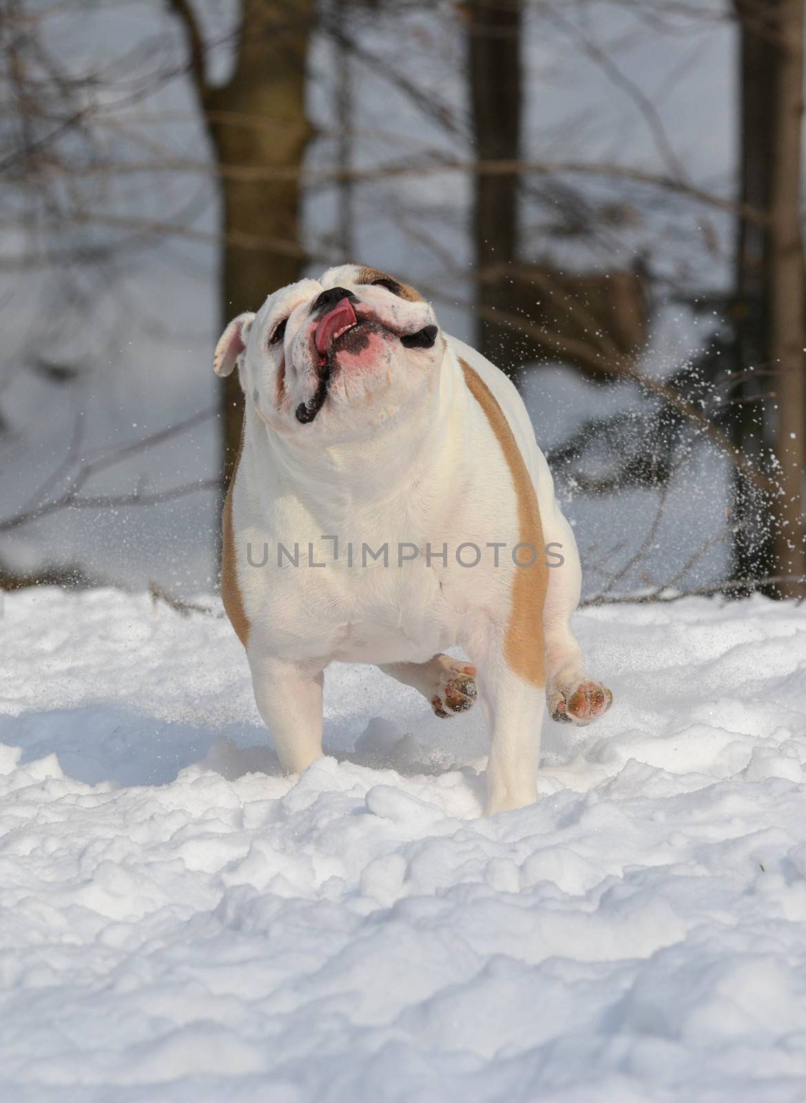 dog running in the snow by willeecole123