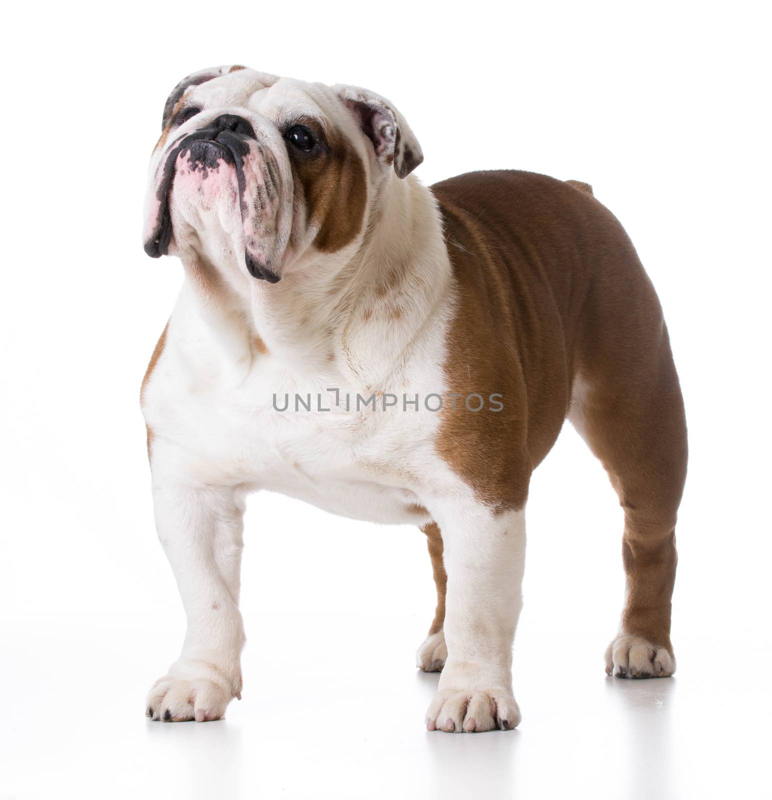 bulldog  by willeecole123