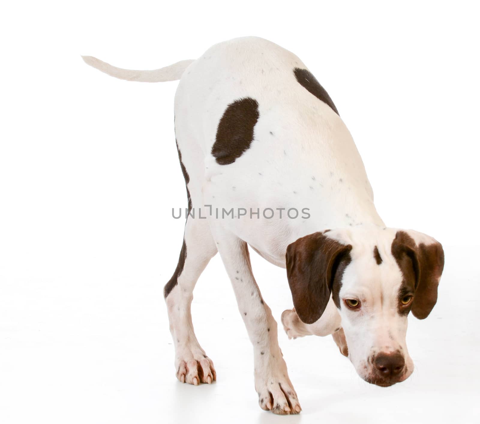 hunting dog - pointer smelling the ground isolated on white background