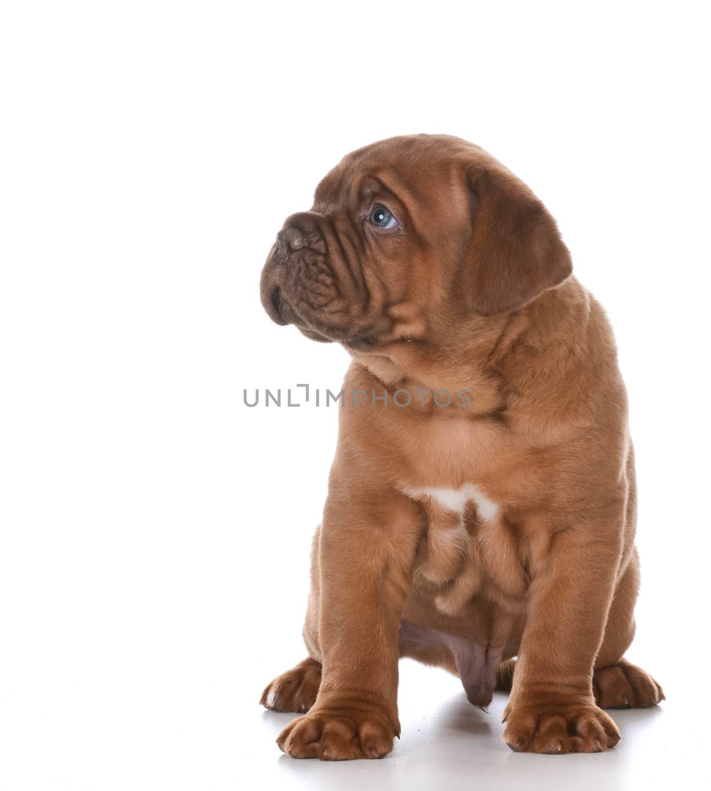 dogue de bordeaux puppy sitting on white background - 5 weeks old