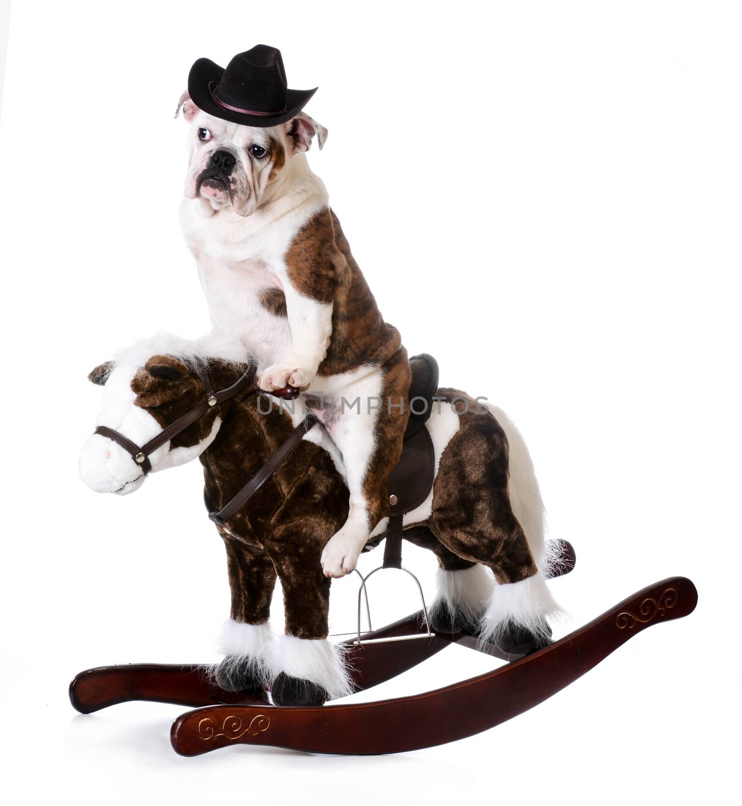 country dog - english bulldog riding a rocking horse on white background