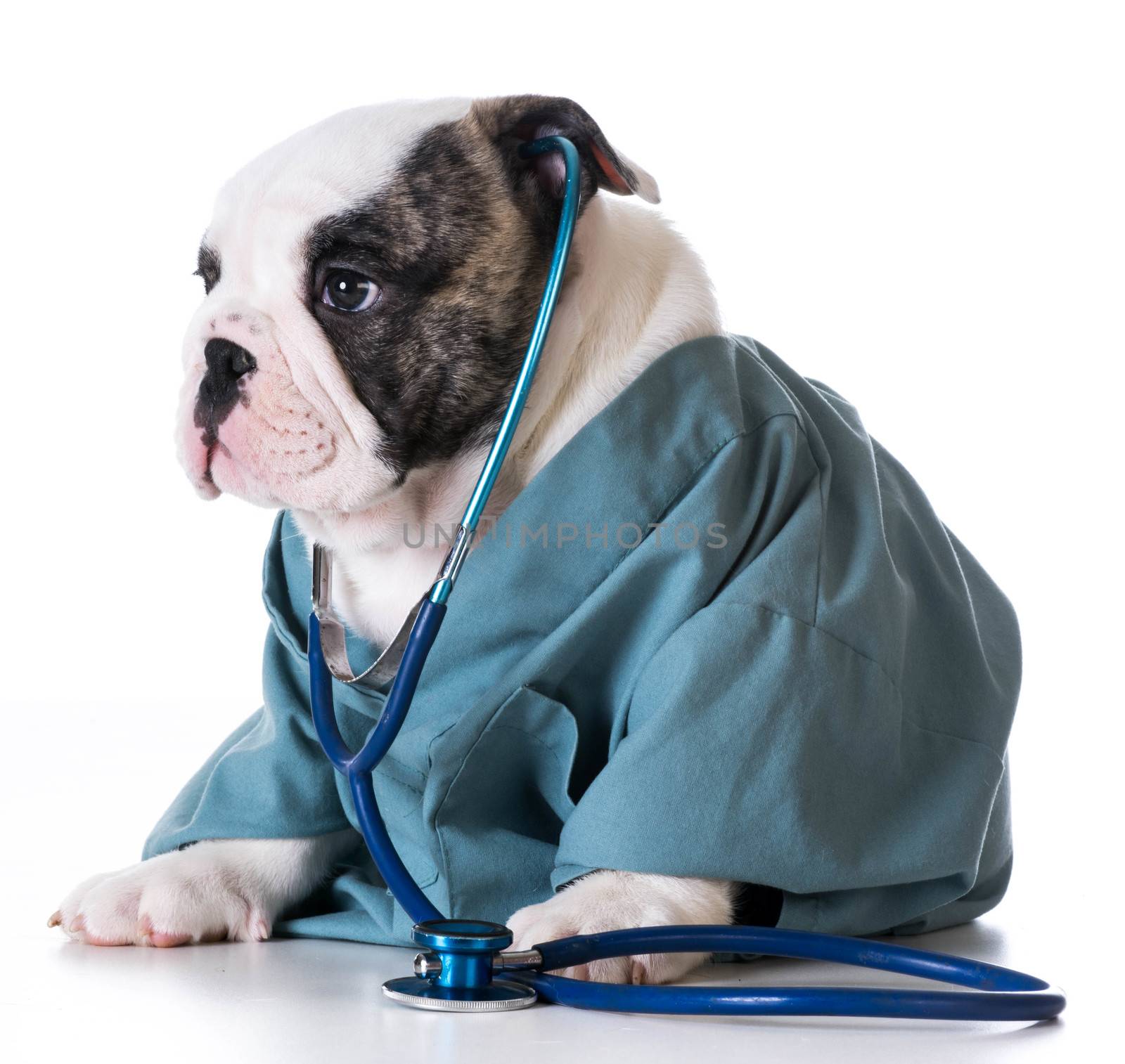 veterinary care - bulldog dressed up like a vet on white background