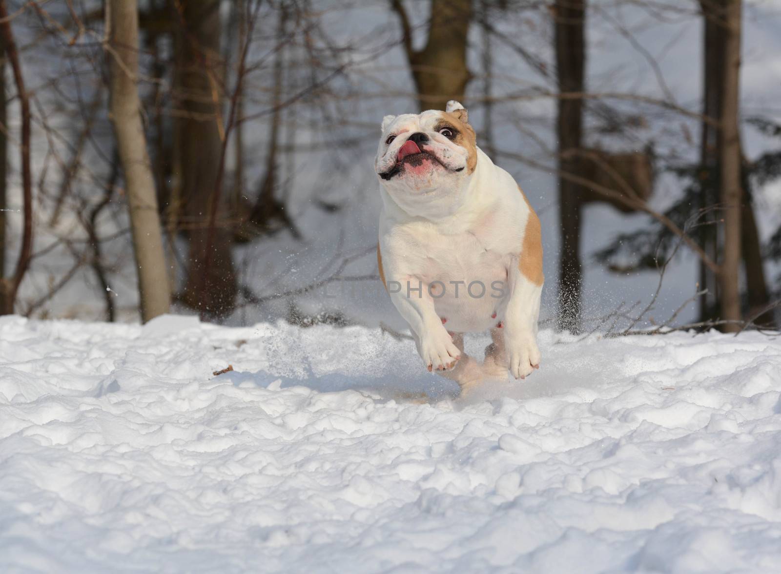 dog running in the snow by willeecole123