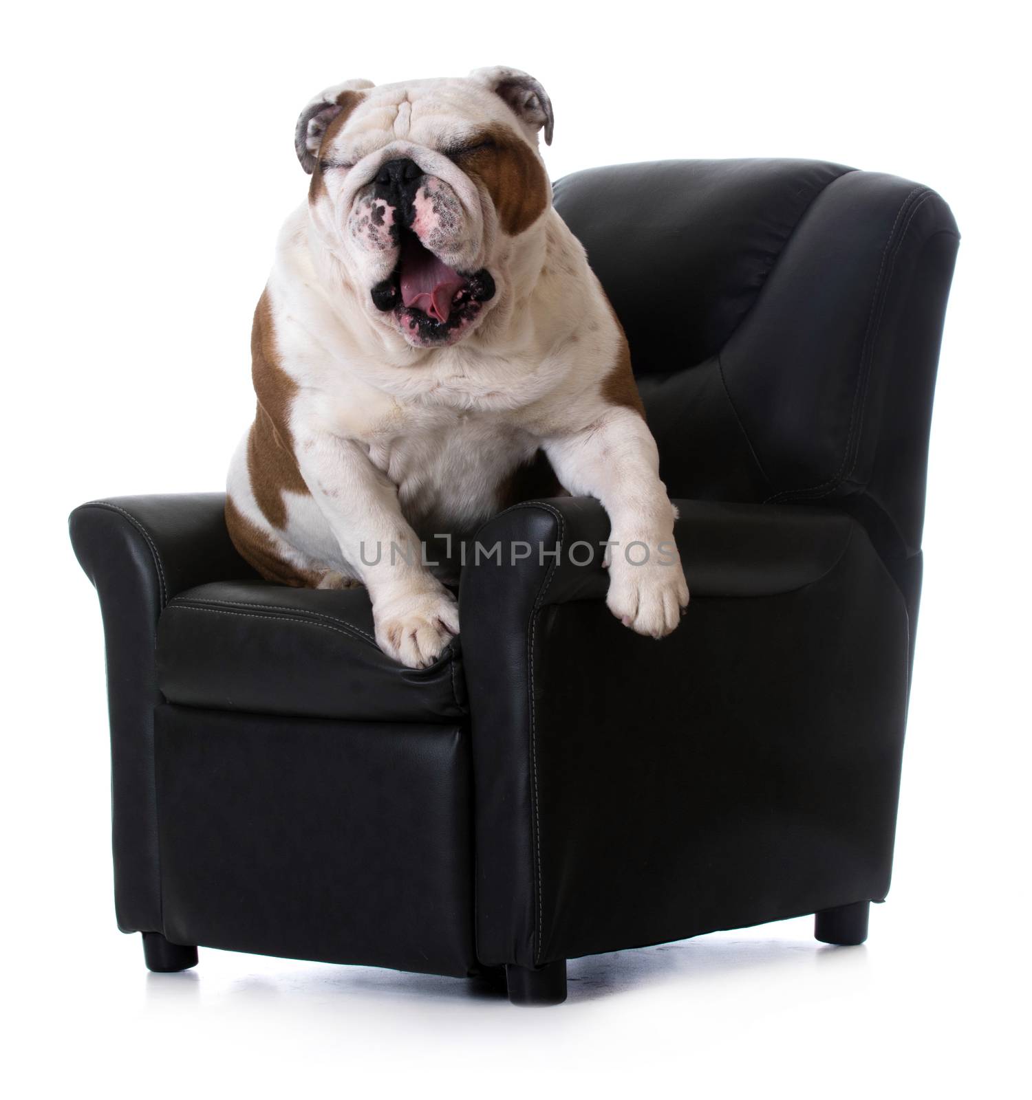 english bulldog sitting in arm chair on white background
