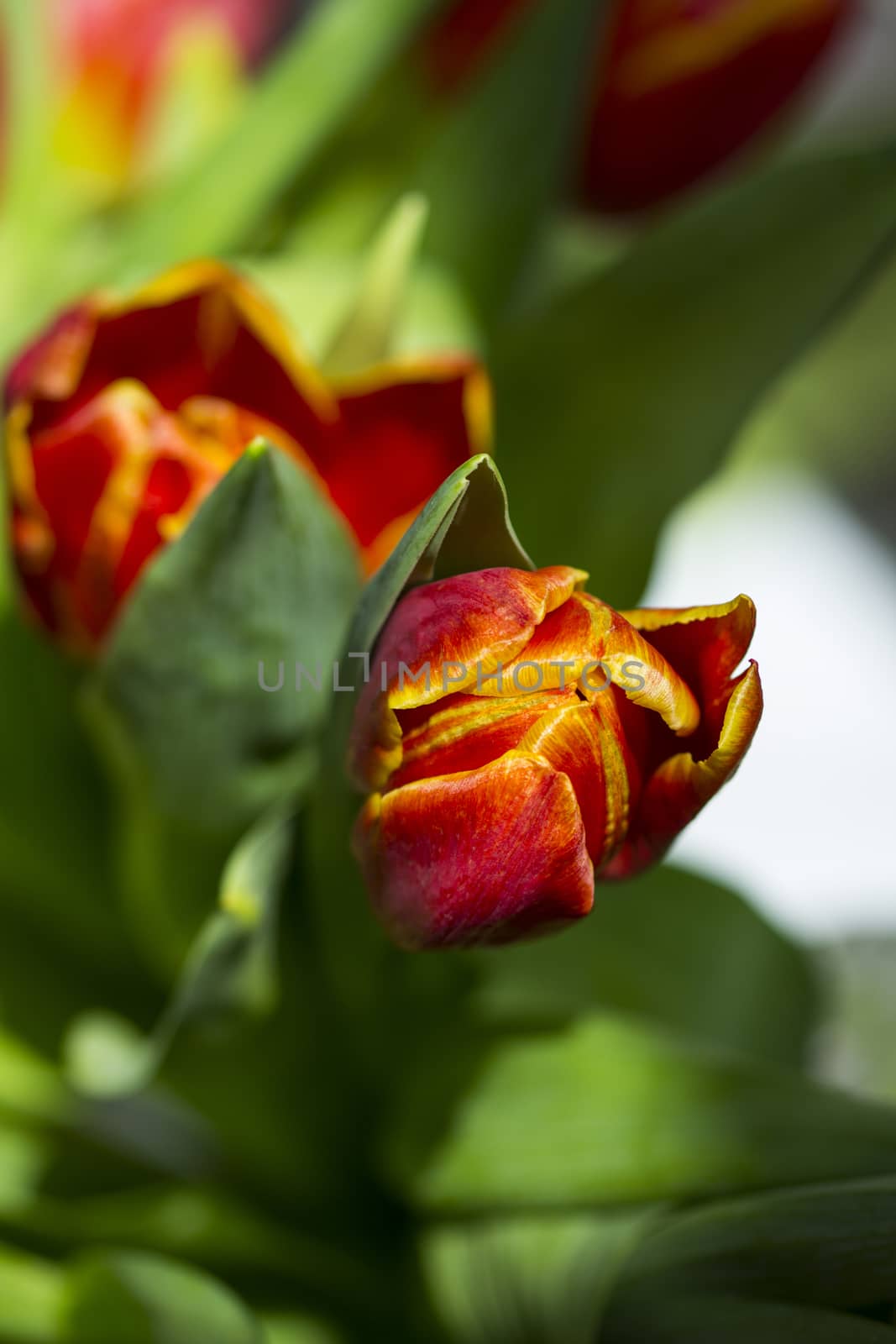 Beautiful bouquet red tulip on dark background