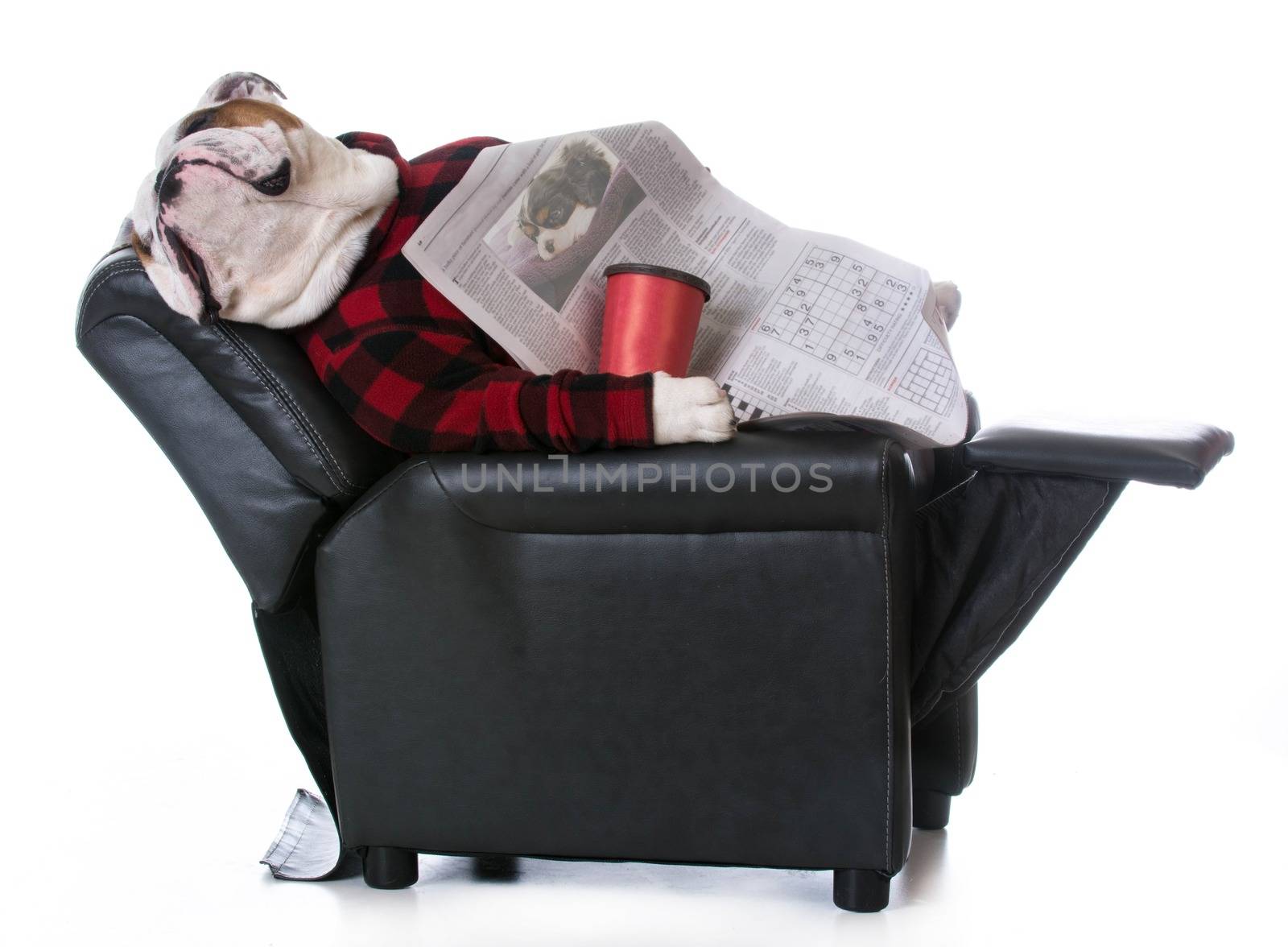 bulldog relaxing in a recliner on white background