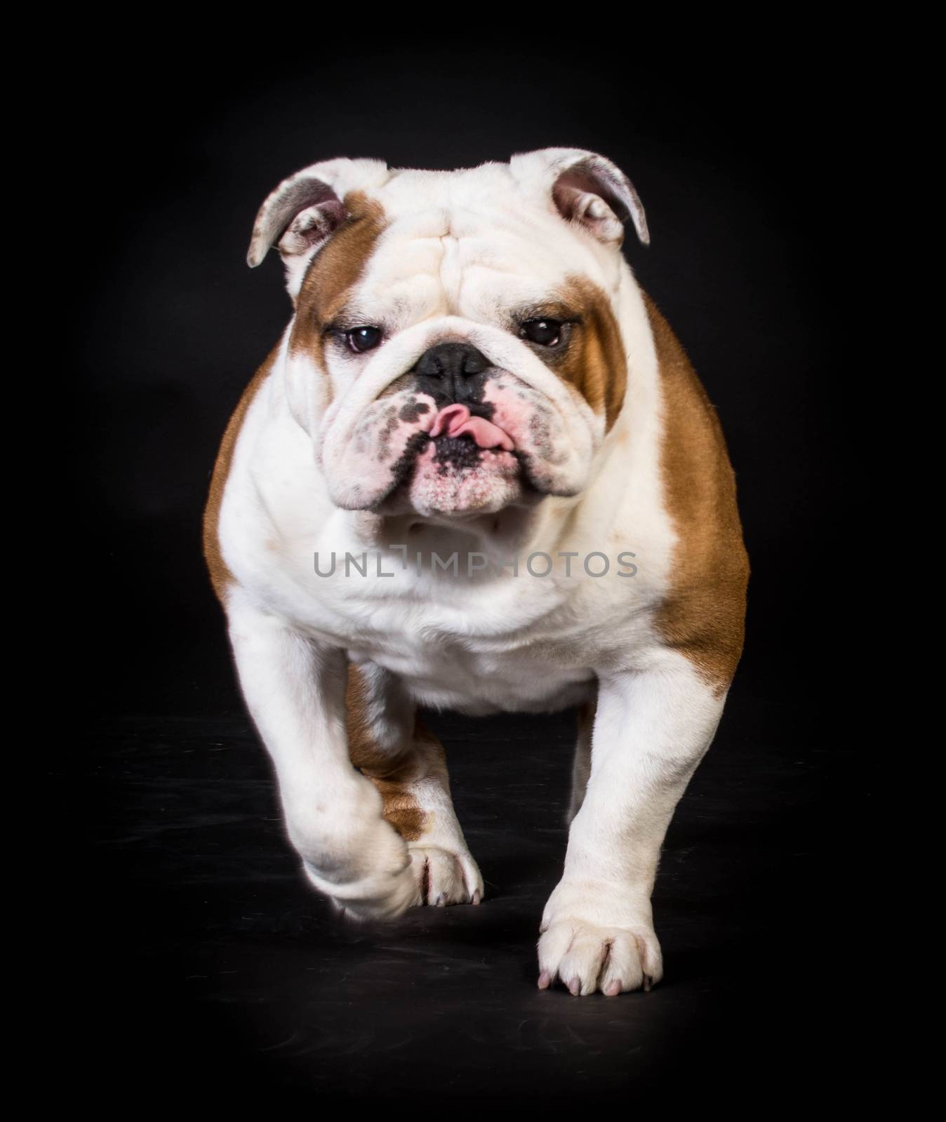 bulldog moving by willeecole123