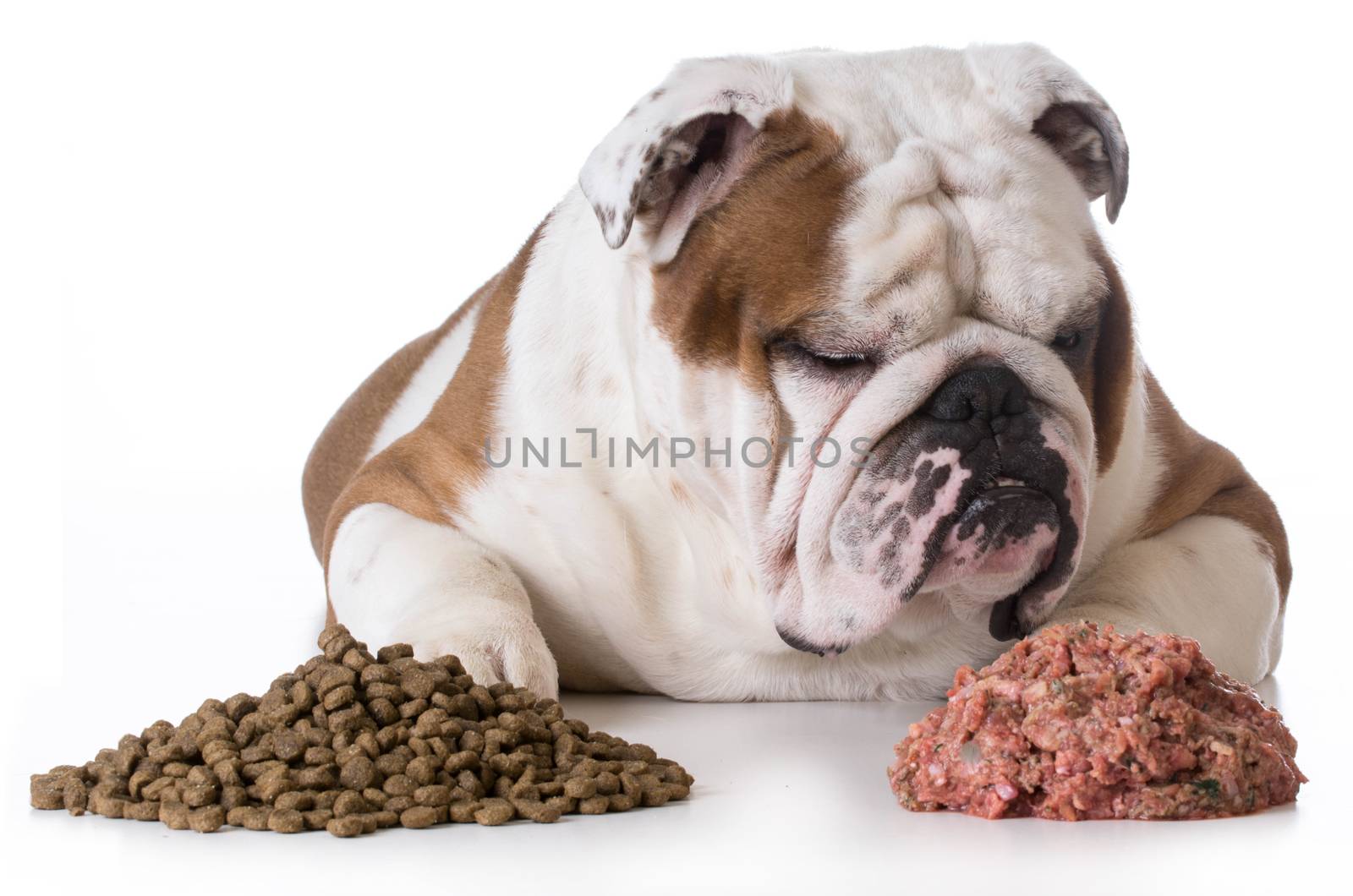 dog choosing raw over kibble - bulldog