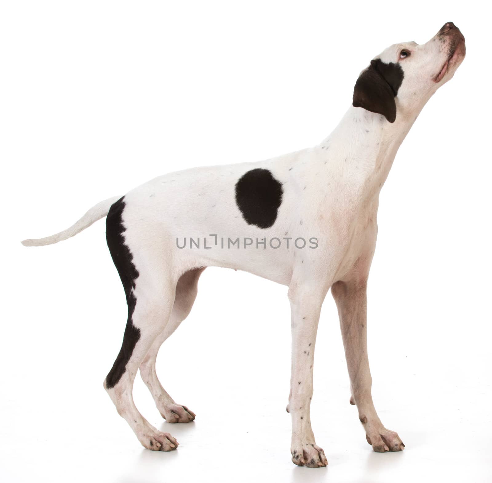 pointer puppy standing looking up on white background