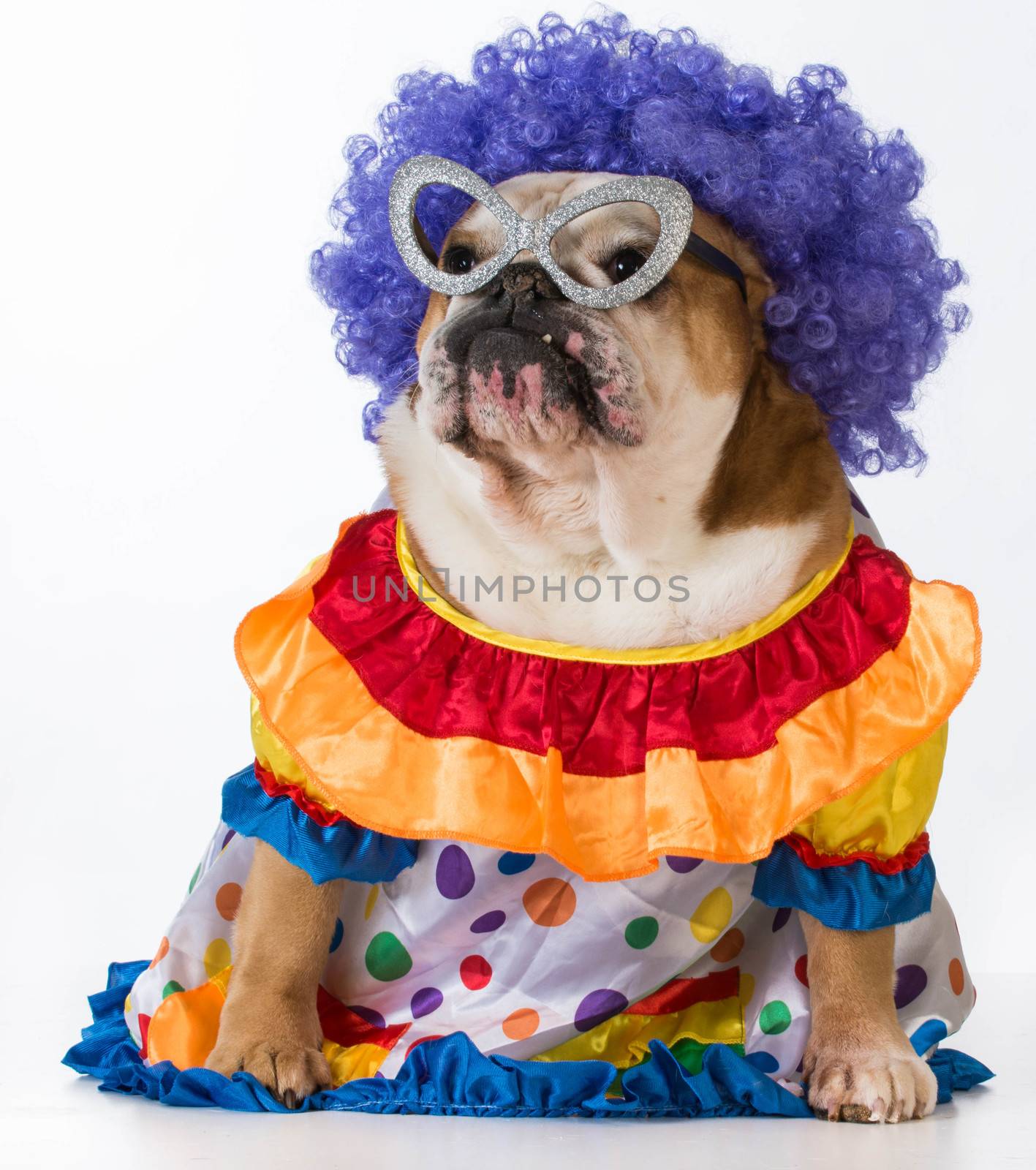 funny dog - english bulldog dressed up like a clown on white background