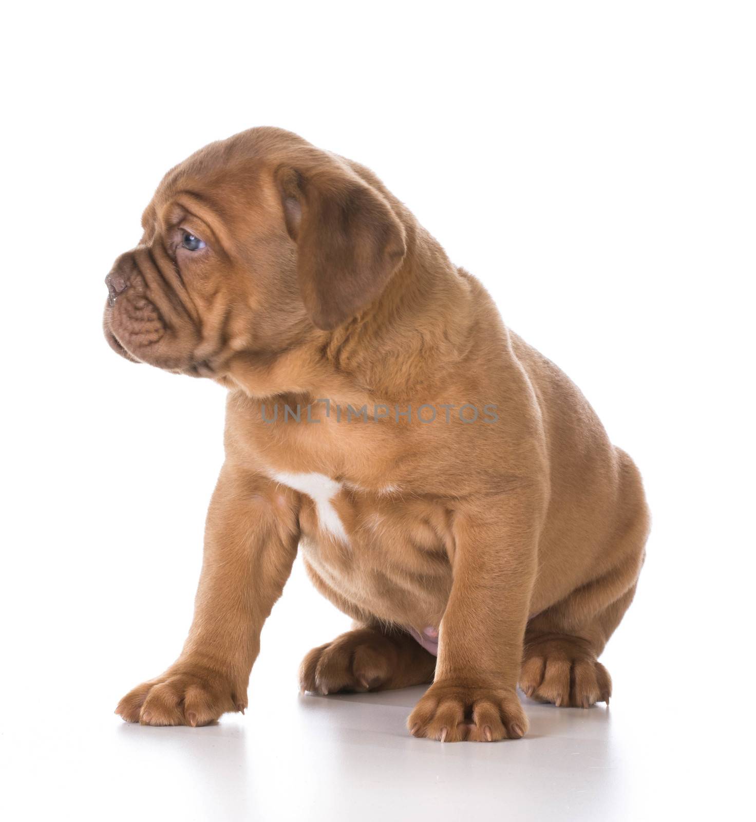 cute puppy - dogue de bordeaux puppy sitting on white background - 5 weeks old