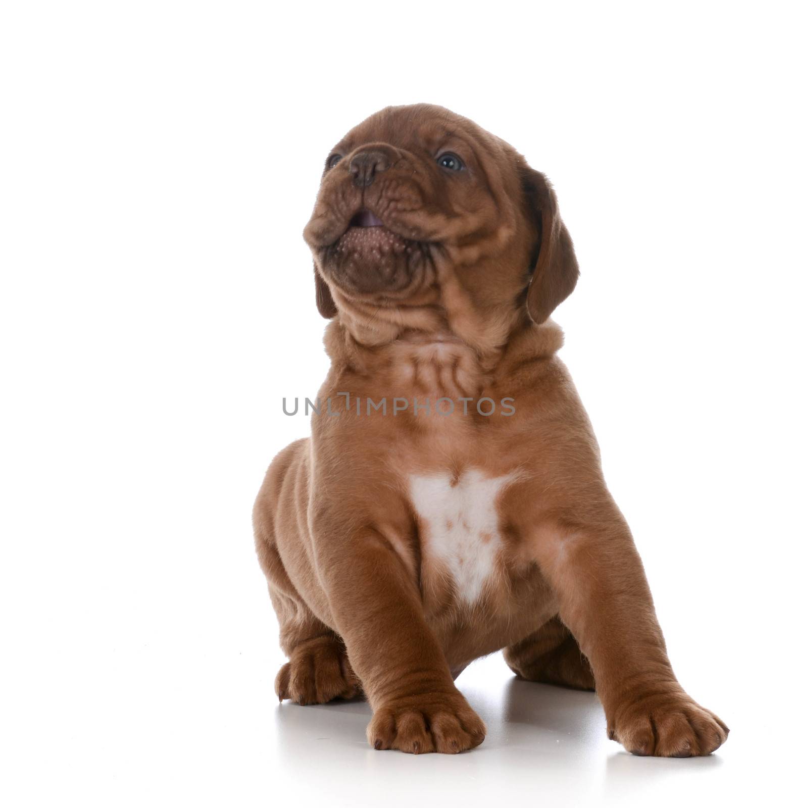 puppy howling - dogue de bordeaux puppy with mouth open barking on white background
