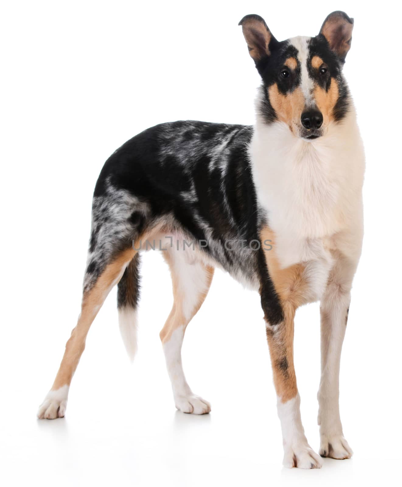 smooth haired collie standing on white background