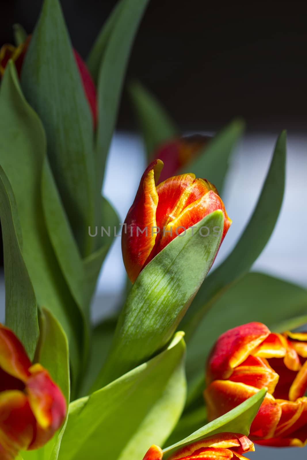 tulip by brux