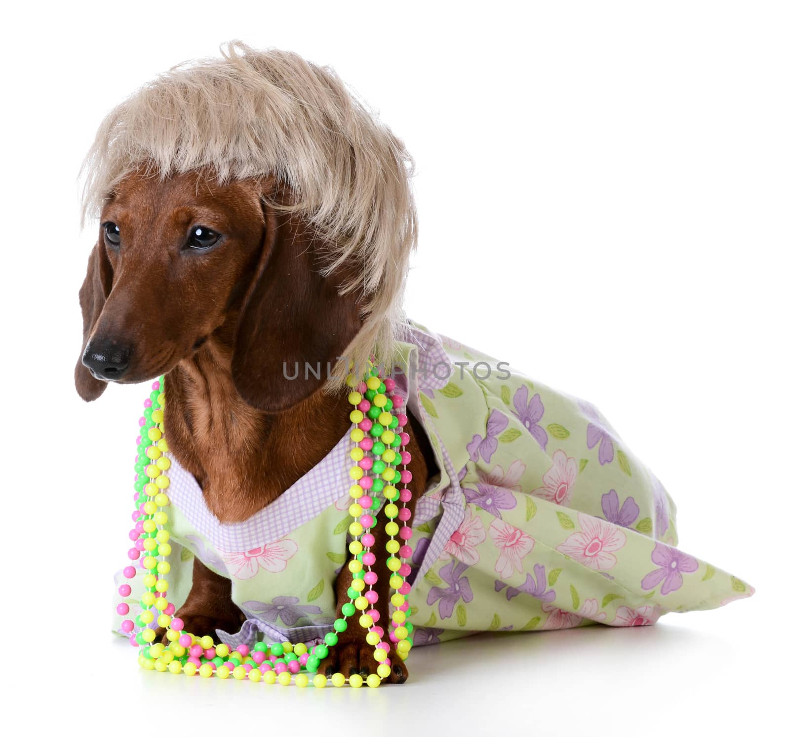 female dog - miniature dachshund wearing wig and clothing on white background