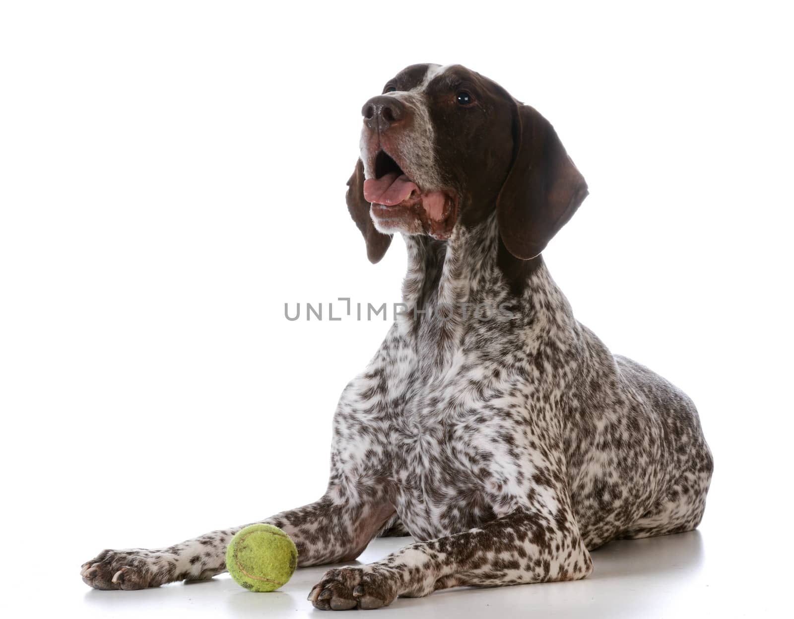 dog with tennis ball - german shorthaired pointer laying down with tennis ball on white background