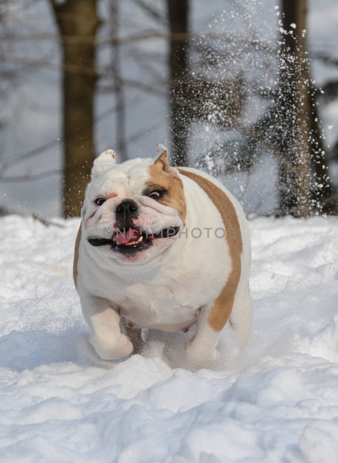 bulldog outside running in the snow in winter