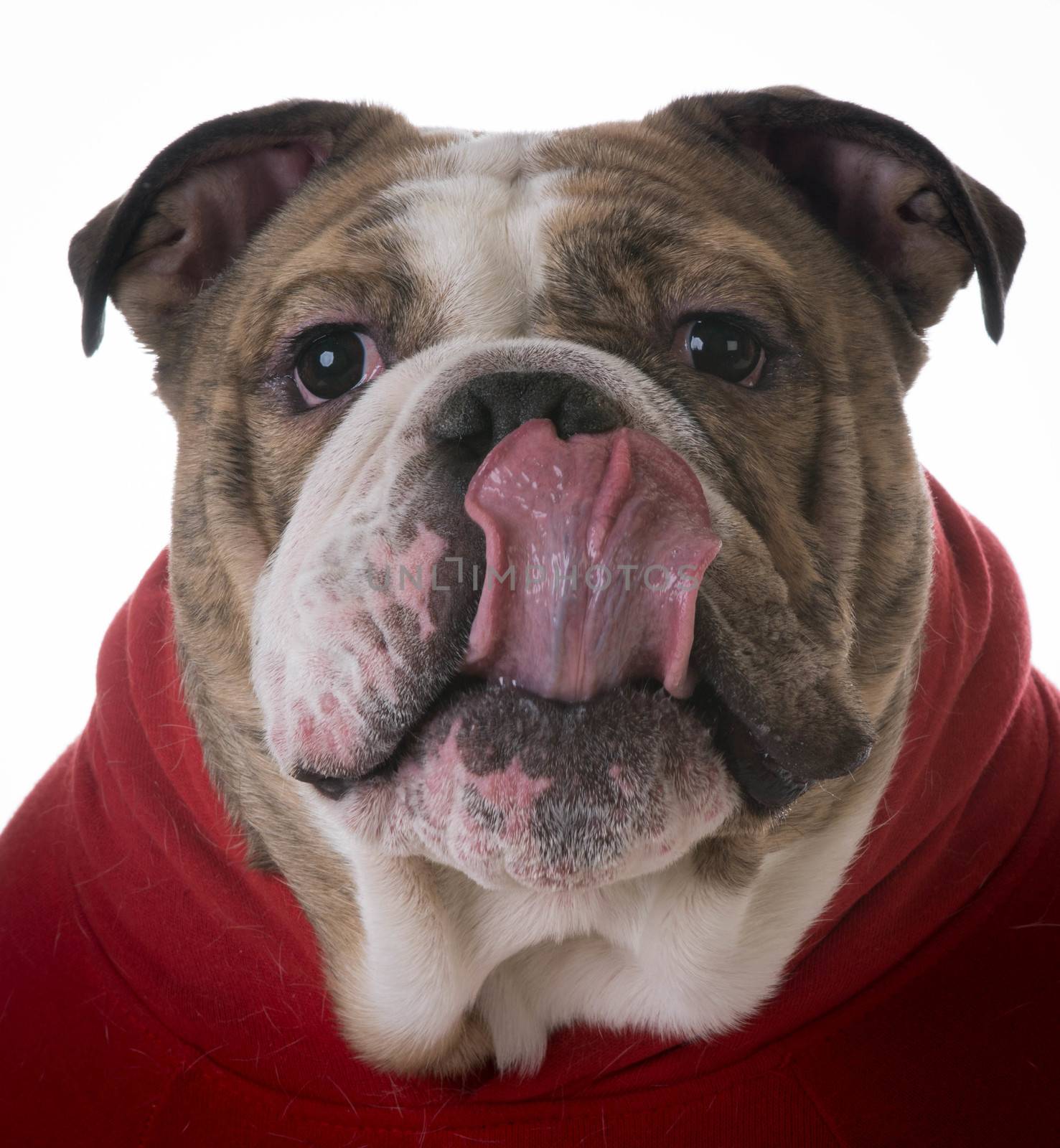 happy dog licking lips on white background