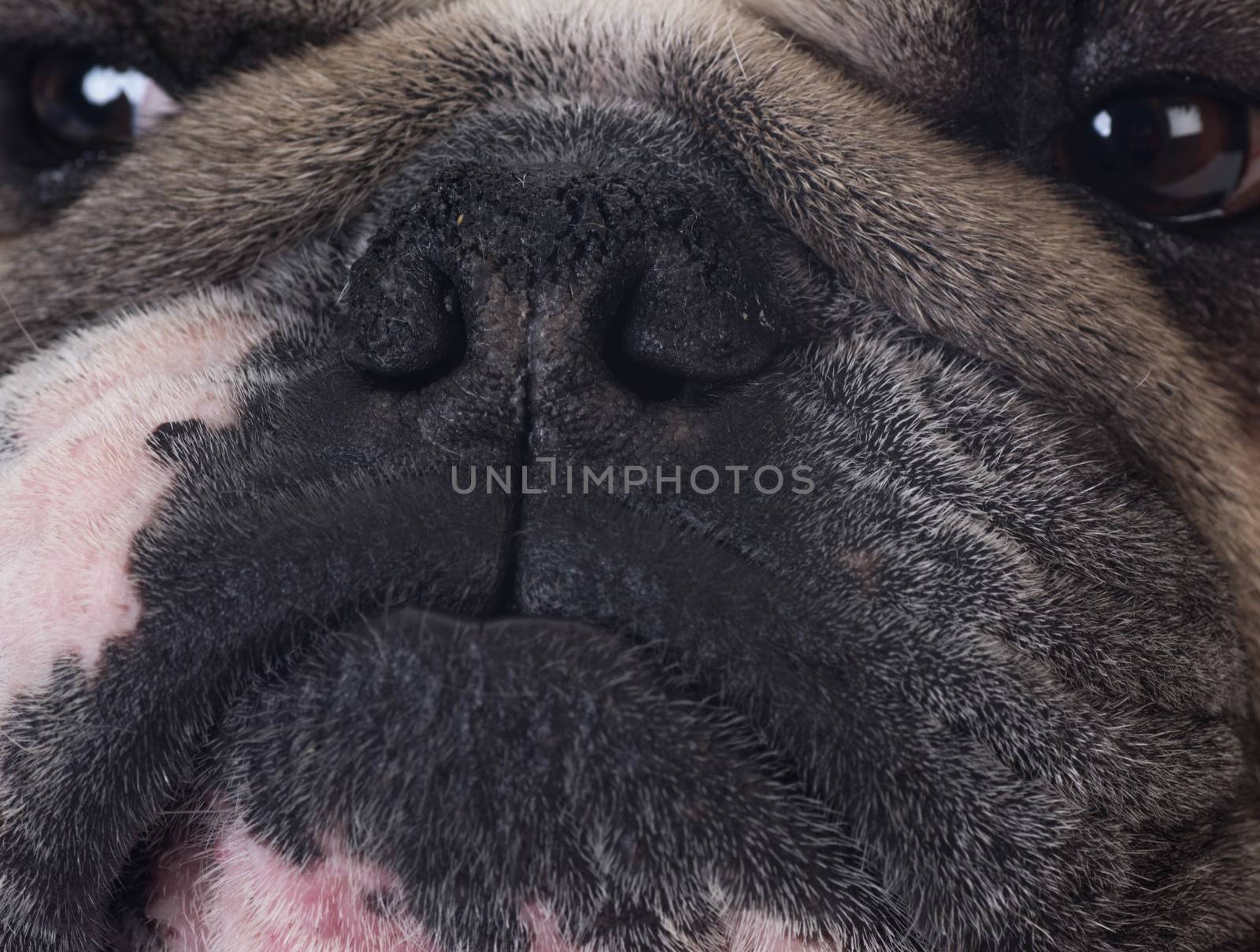 close up of bulldog face