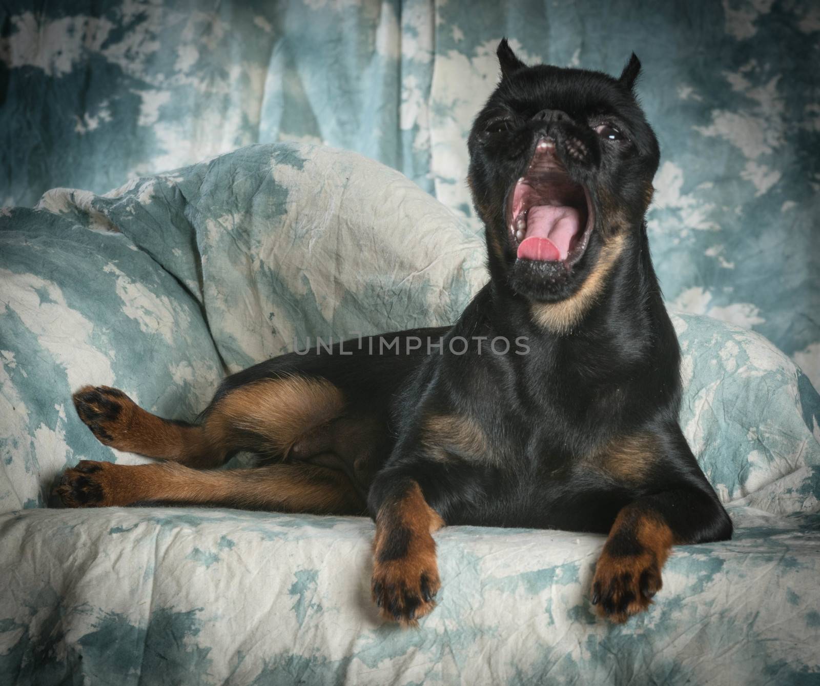 tired dog - brussels griffon yawning