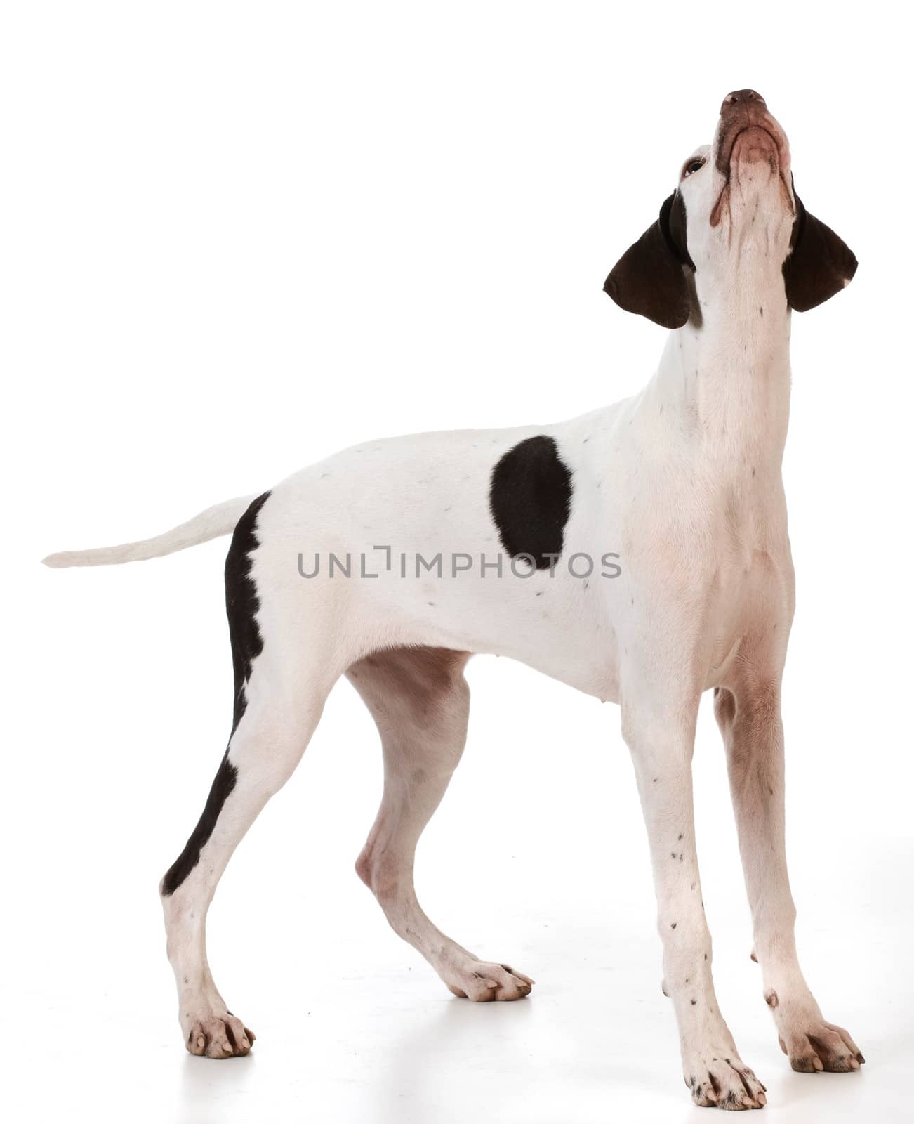 pointer puppy standing looking up on white background