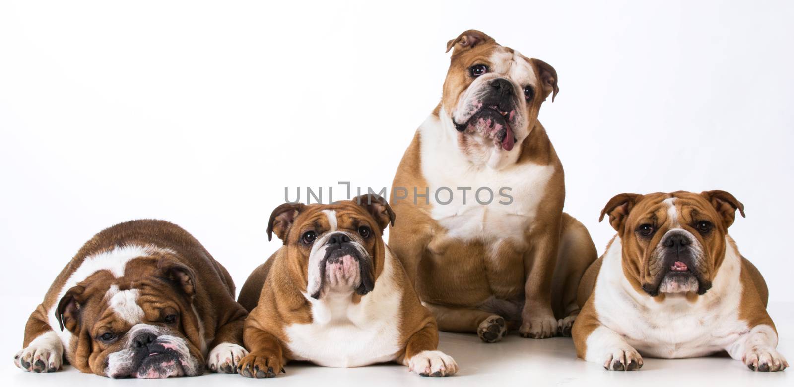 four english bulldogs together on white background