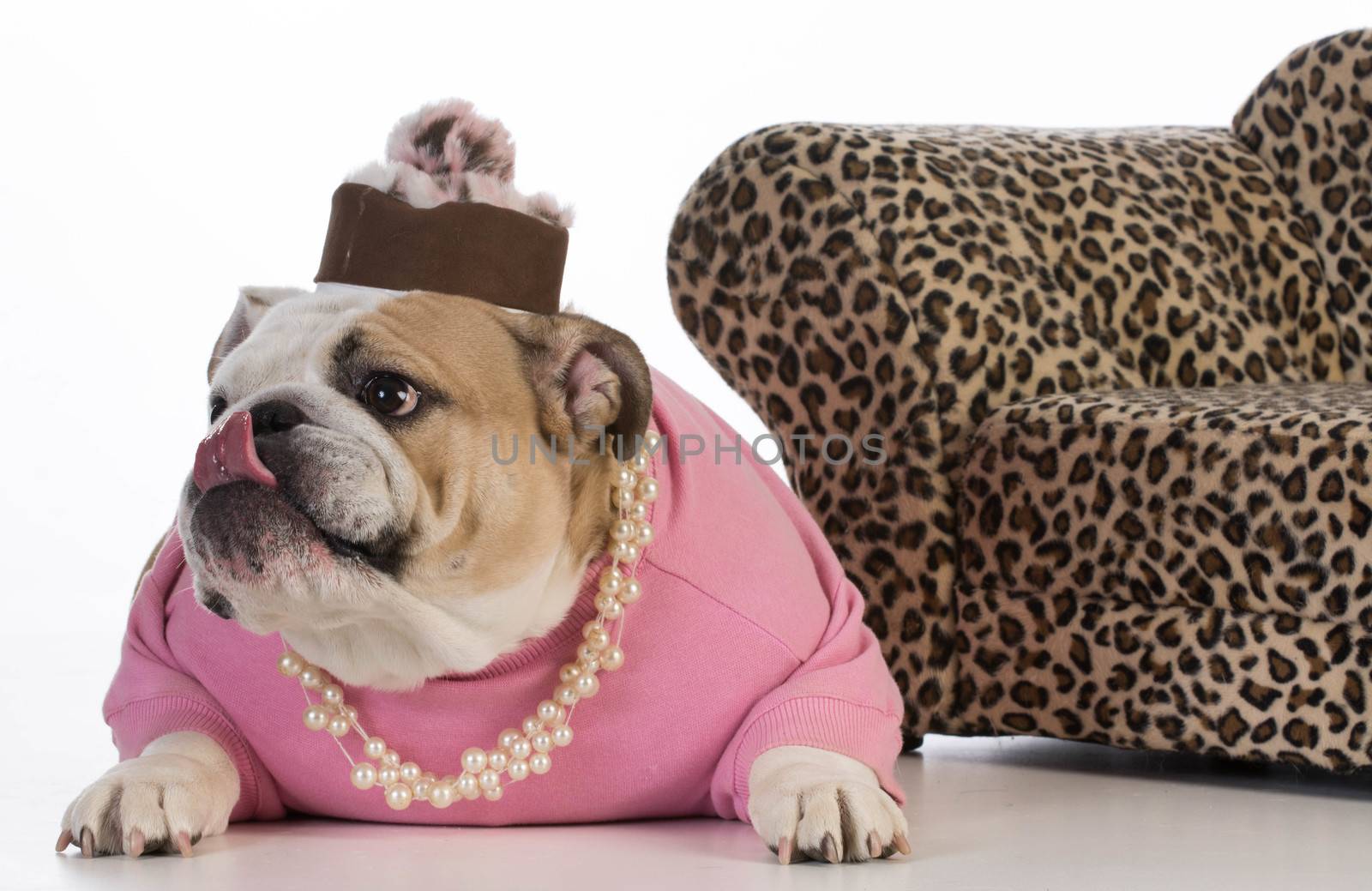 female dog - english bulldog wearing female clothes on white background