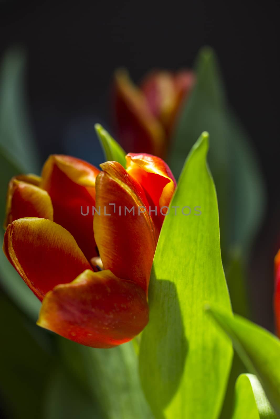 Beautiful bouquet red tulip on dark background