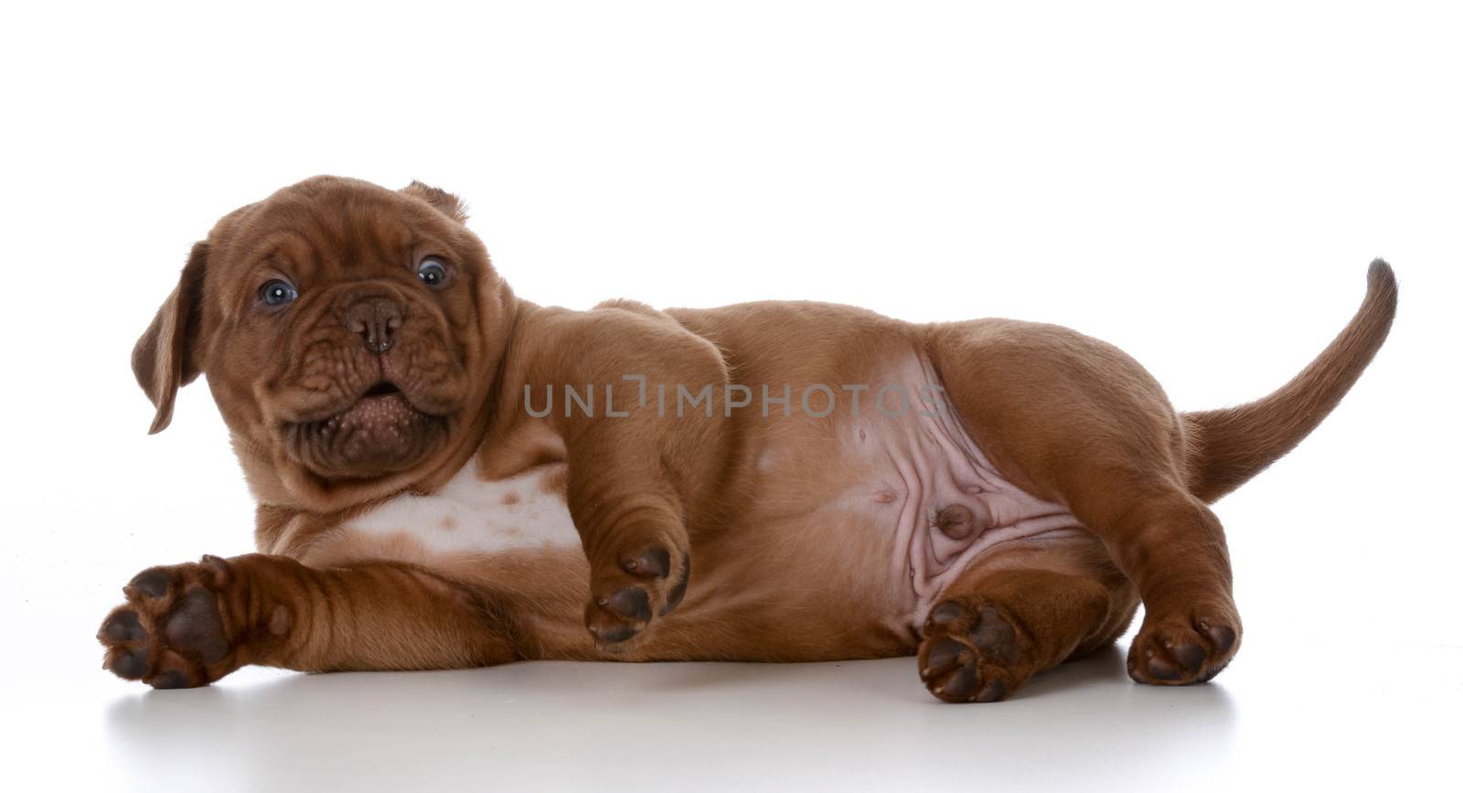cute puppy - dogue de bordeaux puppy with cute expression on white background