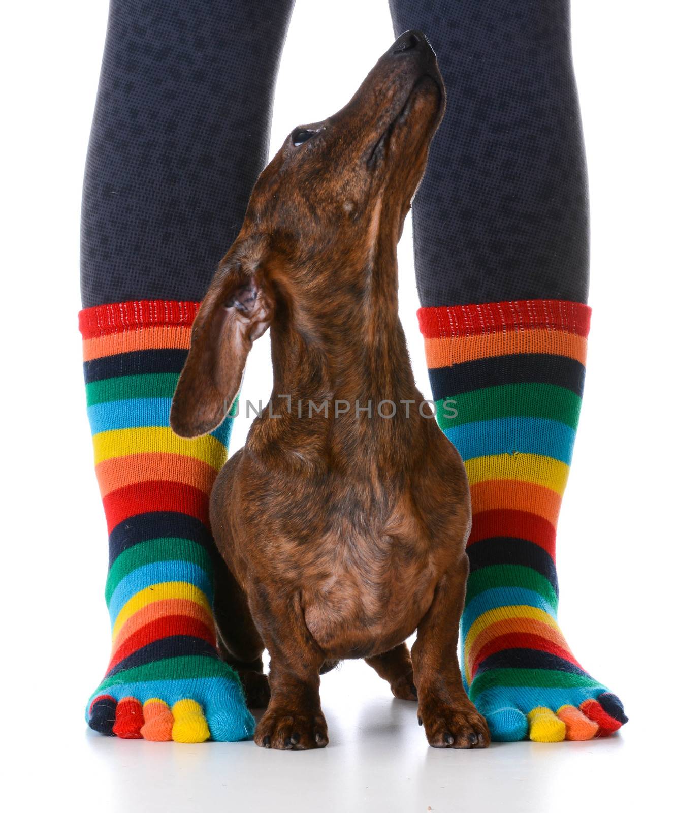 dog sitting with owner - cute dachshund puppy sitting between owners sock feet on white background