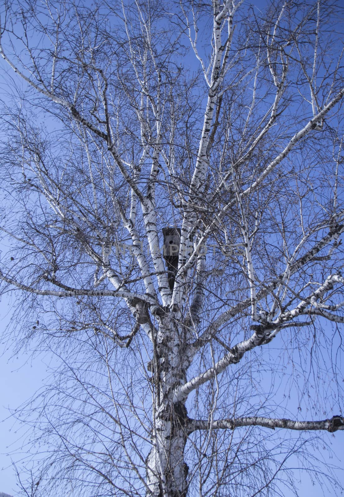 birdhouse on a birch tree in spring