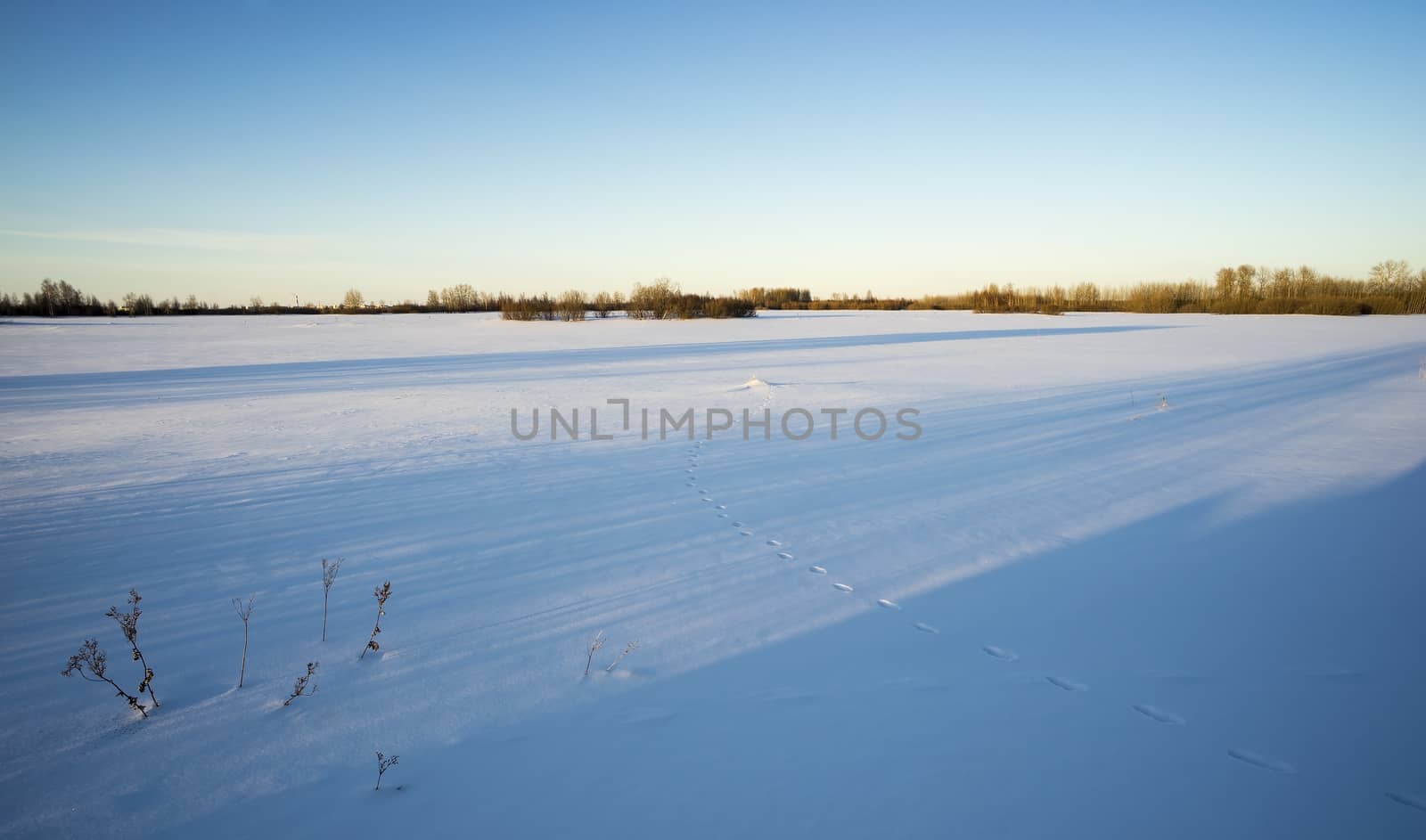 Animal footprints in the snow in the rays of the sun in winter.