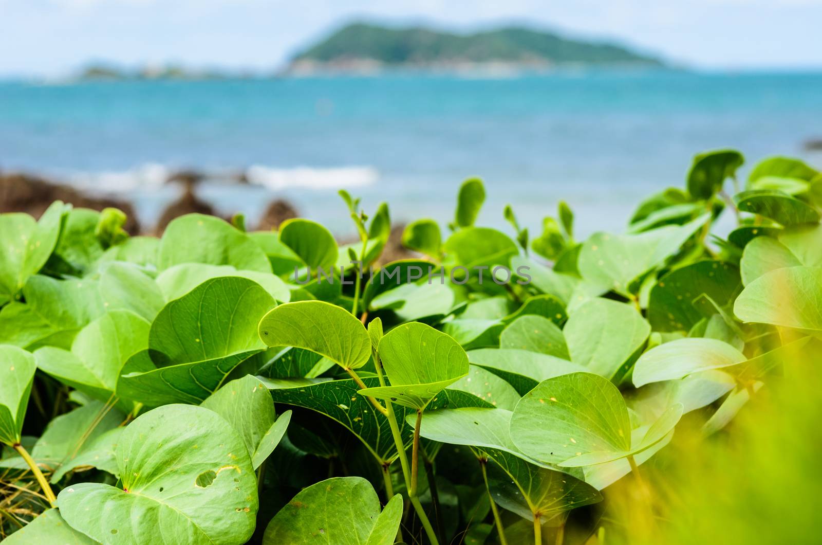 Green plants and sea nature landscape by sweetcrisis