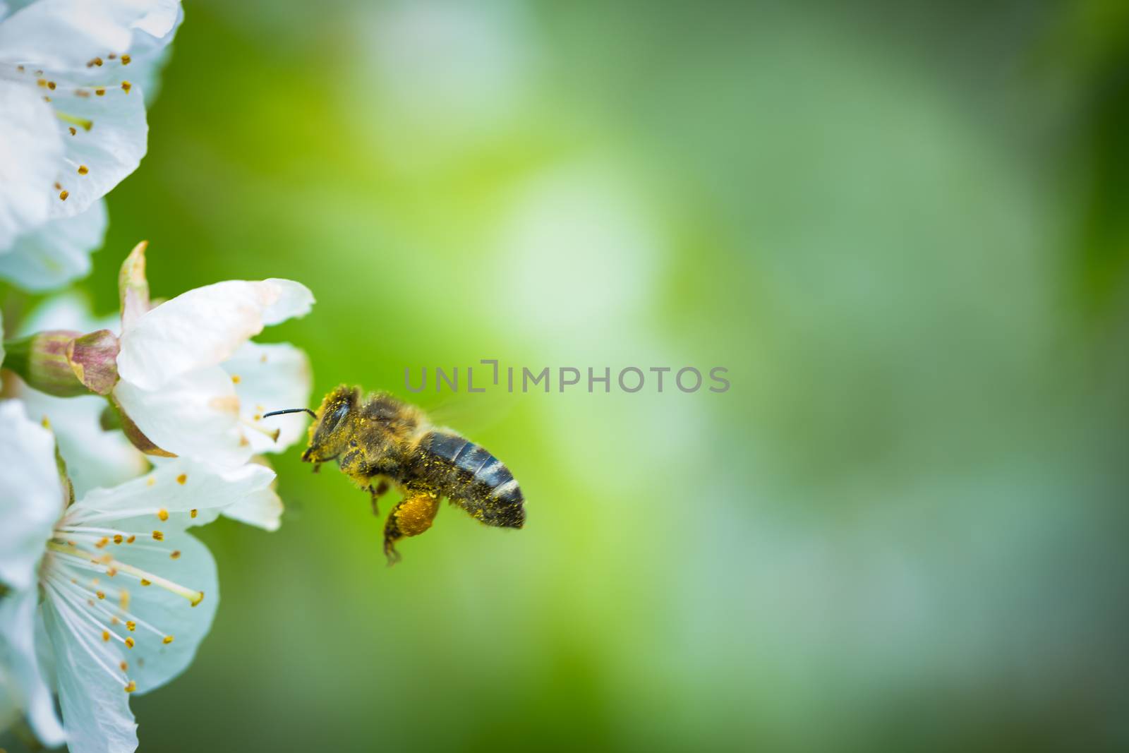 Honey bee in flight approaching blossoming cherry tree
