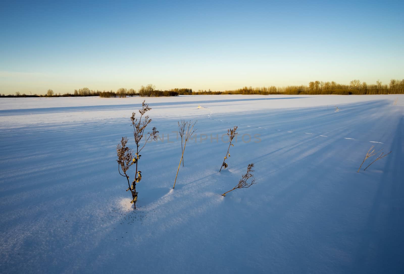 Animal footprints in the snow in the rays of the sun in winter.