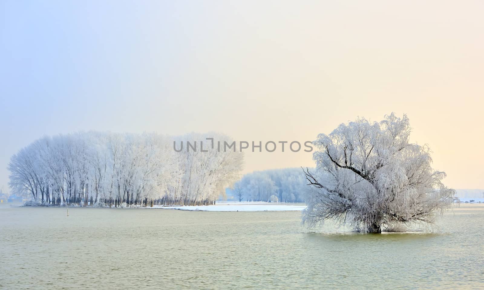 Frosty winter trees on Danube river

