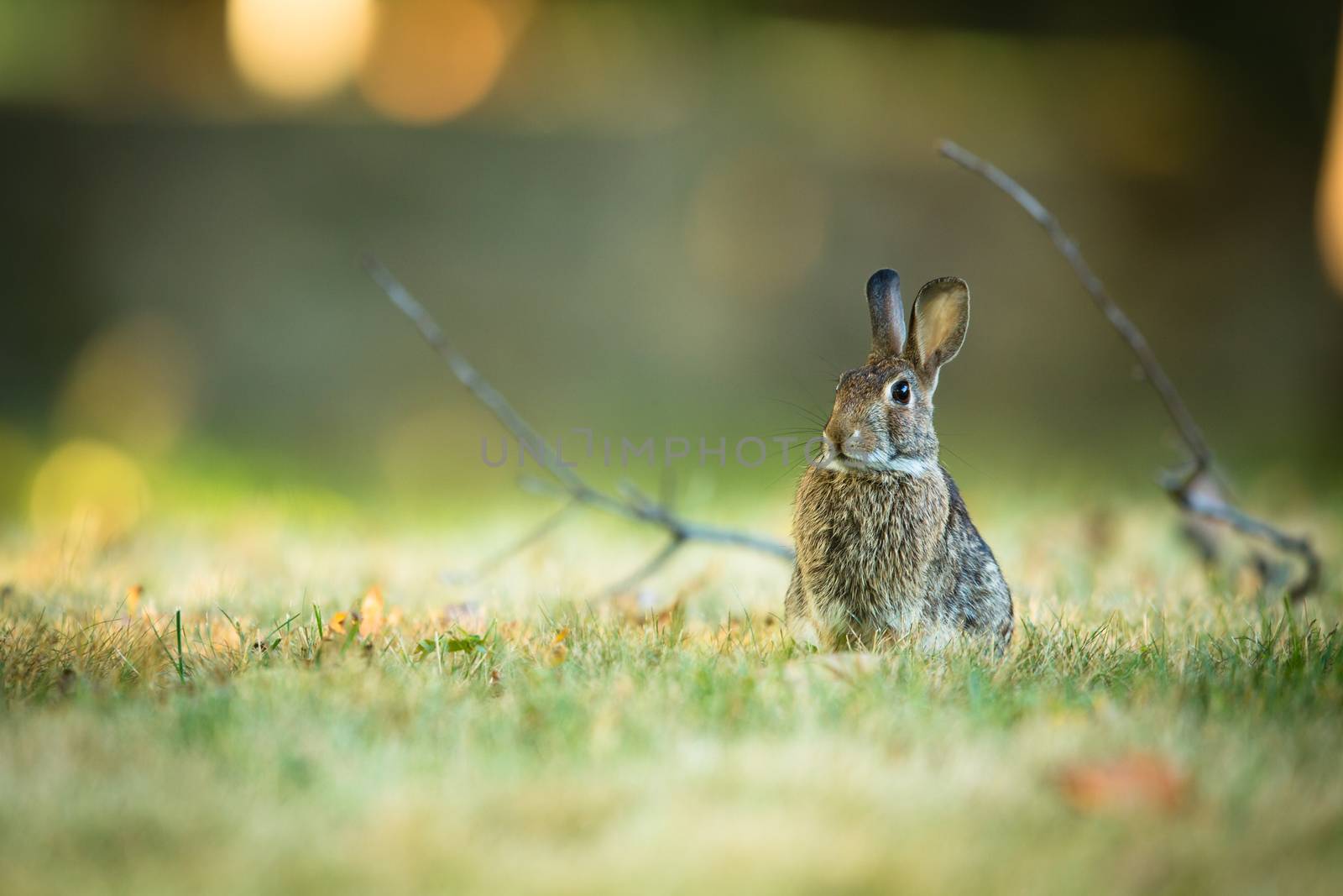 Cute rabbit in grass