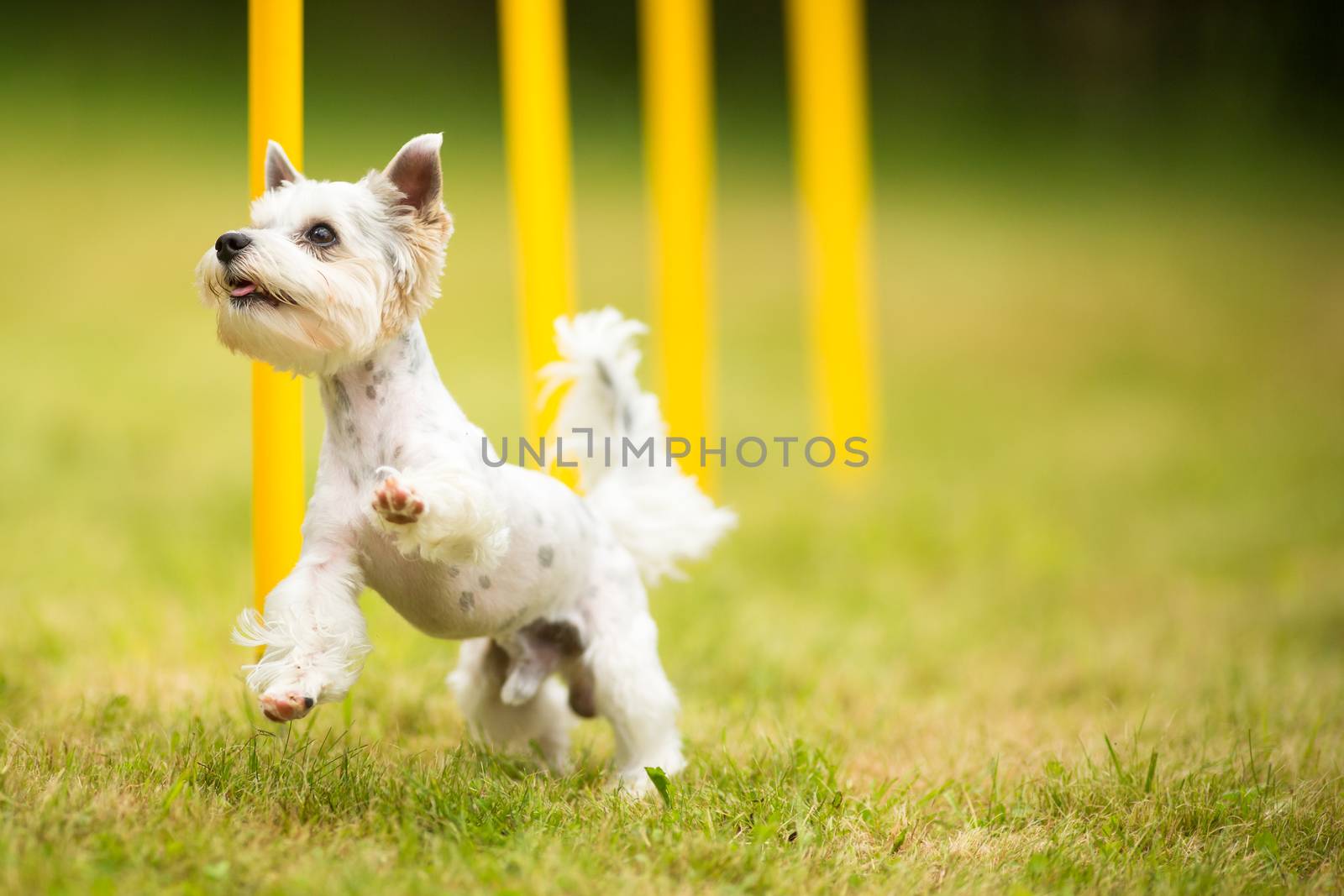 Cute little dog doing agility drill - running slalom by viktor_cap