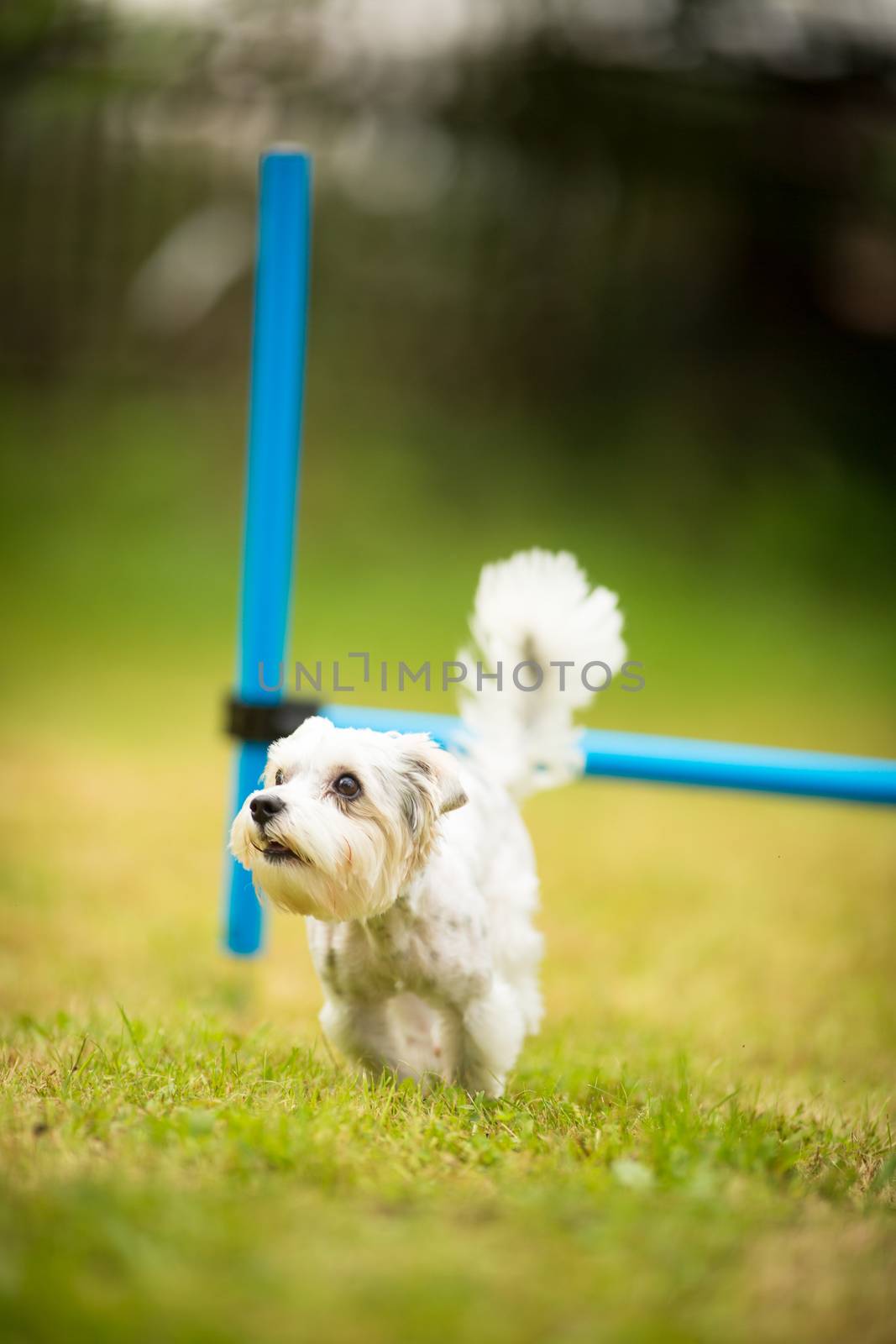 Cute little dog doing agility drill - running slalom by viktor_cap