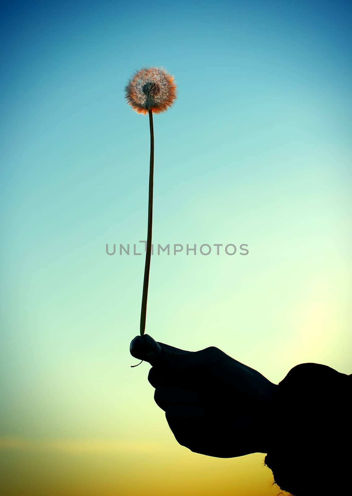 Dandelion in the Hand by sabphoto