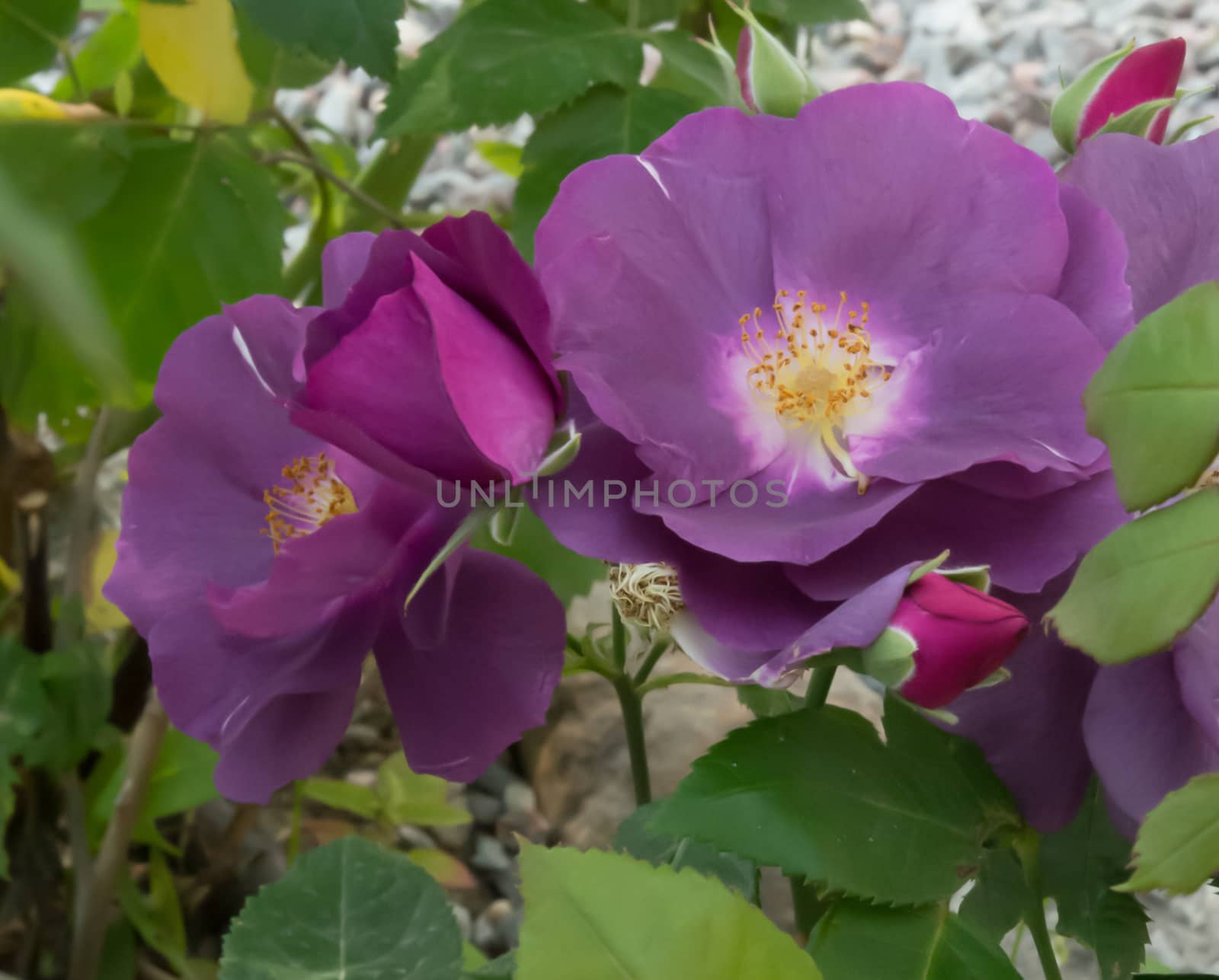 Purple Rose macro closeup with petals, pistils, fading to black.