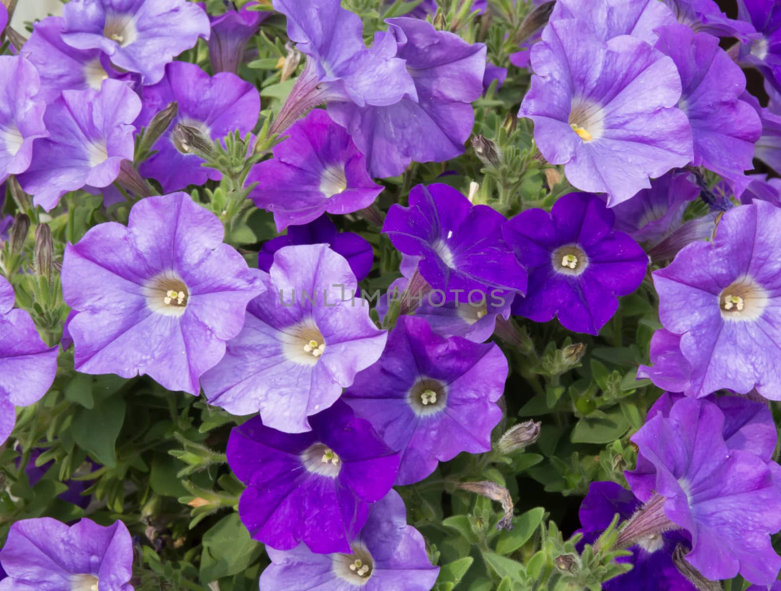 Petunias in various shades of purple in a full frame