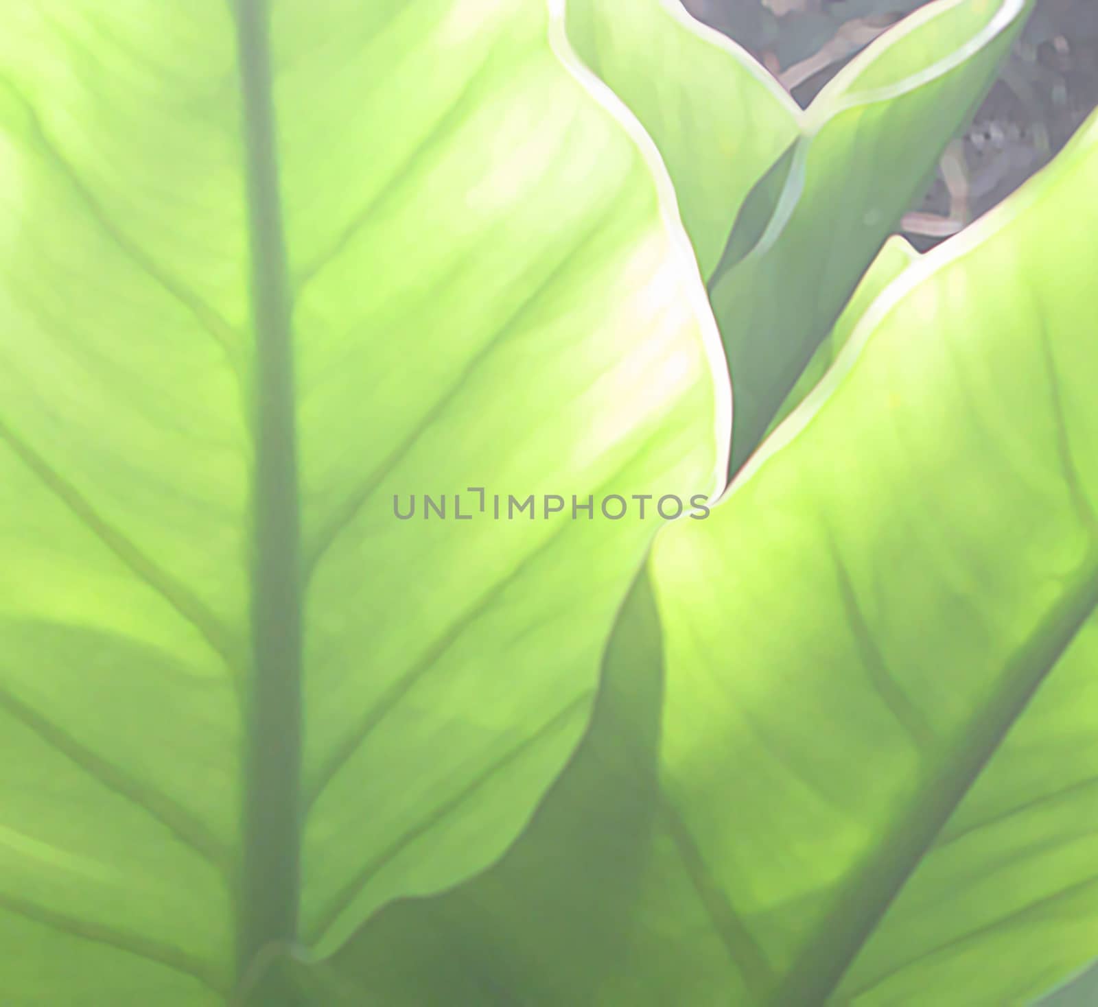 Green leaves abstract with veins, digital painting.