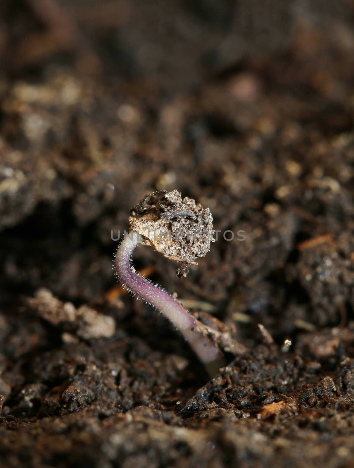 small seedling in the ground