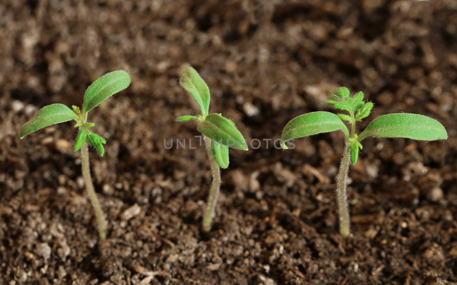 small green seedling in the ground