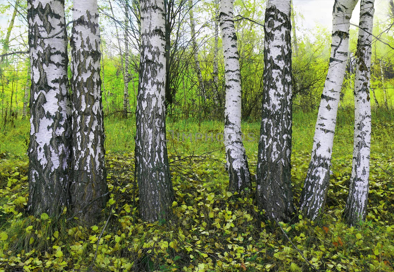 birch grove in the spring by kav777